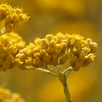 Immortelle_5 Featured Ingredient - L'Occitane