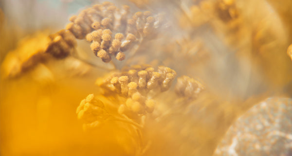 Immortelle Flower