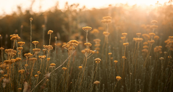 Immortelle Flower