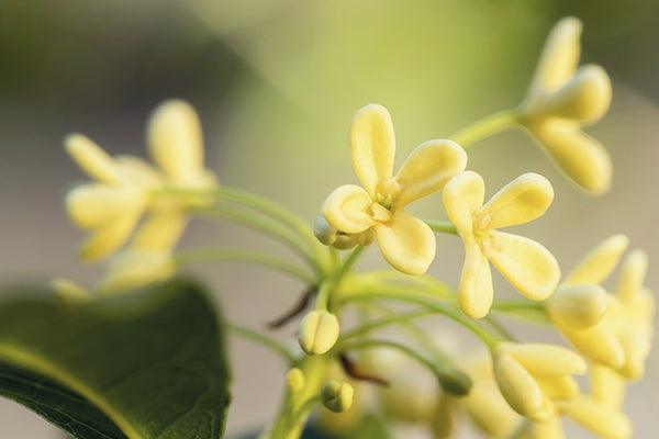 Osmanthus Flower