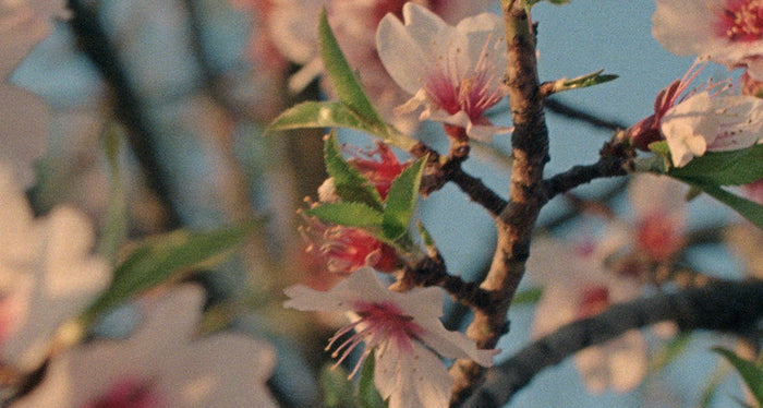Almond Flower