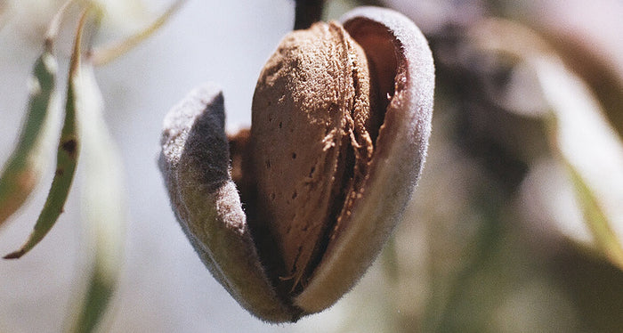 Almond Seed