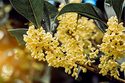 Osmanthus Flower